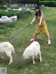 A woman walking two goats on a leash in a field.